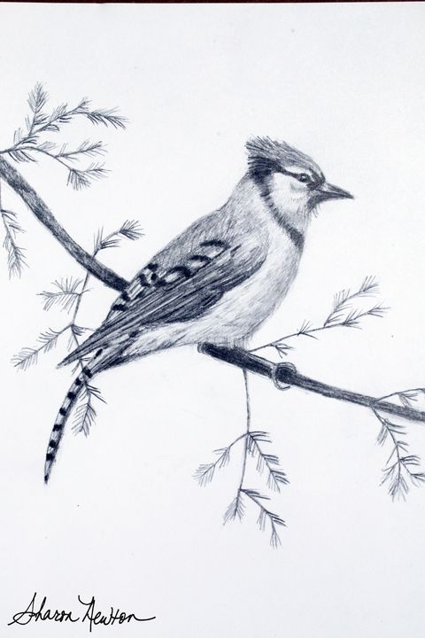 Buy Bluejays, Birds, Animals, Birds, & Fish, Paintings & Prints at ArtPal