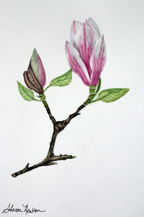 Pink Magnolia flower and bud - Sharon Newton
