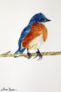 Blue Jay Sketch by Sharon Newton