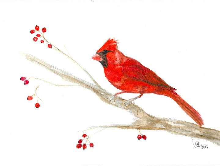 Cardinal on a branch - Ulrike Hord Art