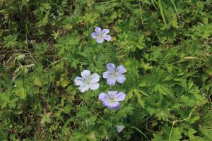 blue flowers in the grass