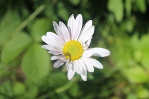 White flower