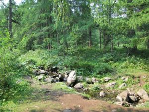 A stream in a forest