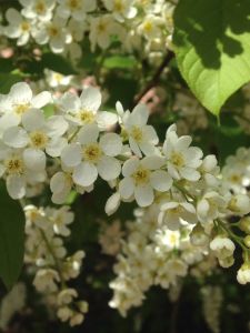 white flowers