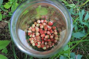 wild strawberry in a jar