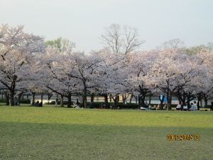 cherry trees