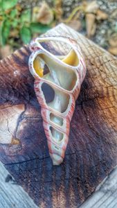 Glass shell replica - Nautilus glass art