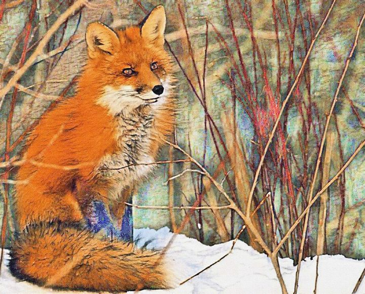 The Red Fox - Willsart - Digital Art & AI, Animals, Birds, & Fish, Fox ...