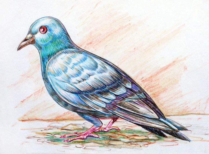Pigeon Drawing Images – Browse 172,517 Stock Photos, Vectors, and Video |  Adobe Stock
