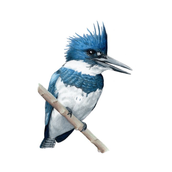 Birds of the West an account of the lives and the labors of our feathered  friends Birds BELTED KINGFISHER Upper Figure Female Lower Figure  Male Order  Coccyges Family Alcedini de