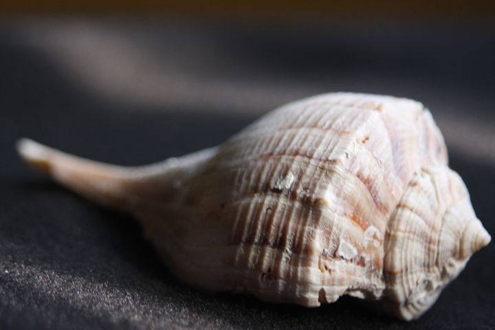 Seashell - sheryl chapman photography