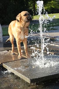 Wet Puppy