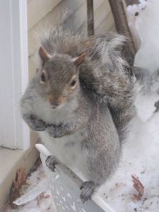 Squirrel Friend - ROC Impressions