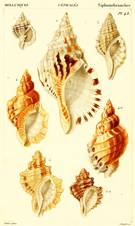 Vintage Mollusk Art - Prints Diary - Paintings & Prints, Animals, Birds ...