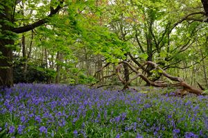 Bluebells at Clumber