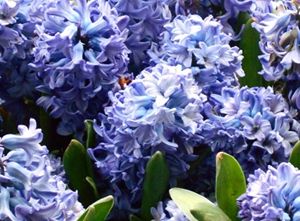 Hyacinths