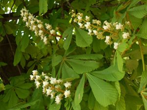 Hose Chestnuts in Bloom