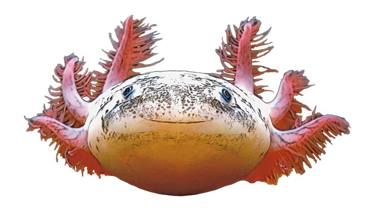Axolotl Mexican Walking Fish Neoteni - Giggu - Paintings & Prints,  Abstract, Collage - ArtPal