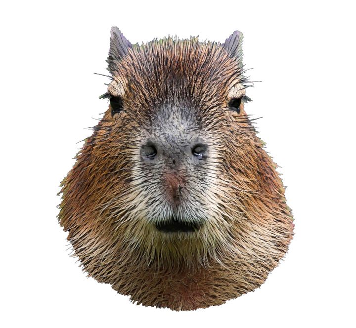 Capybara Face Hairy Front Classy - Giggu - Paintings & Prints, Abstract,  Collage - ArtPal
