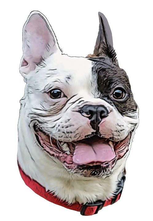 Dog Frenchton Crossbreed helped - Giggu - Paintings & Prints