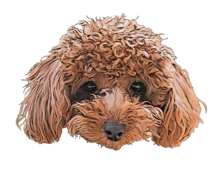 Dog Toy Poodle Barbet confusing - Giggu - Paintings & Prints, Abstract,  Collage - ArtPal
