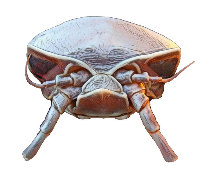 Isopod Face Malacostraca Storm - Giggu