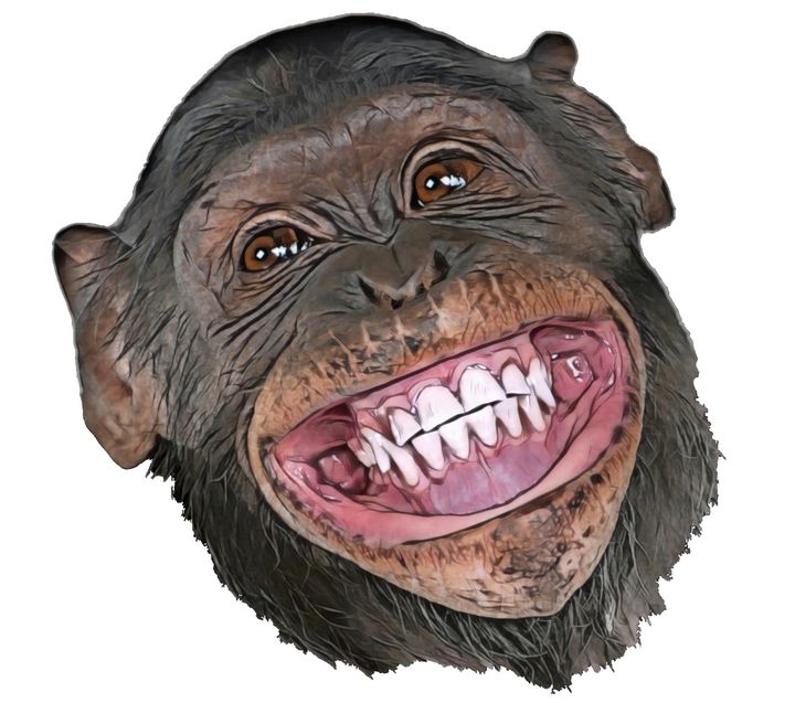 straight face monkey meme | Sticker