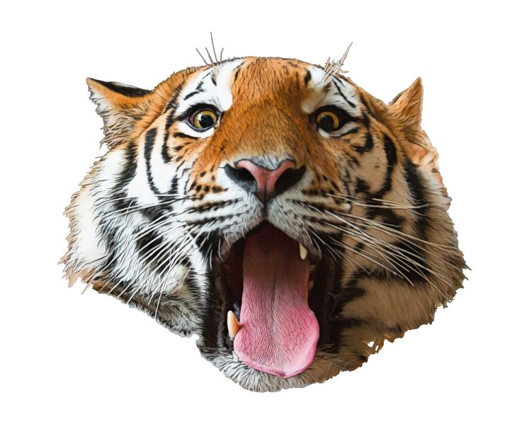 Tiger Panthera Face Joking Prank - Giggu