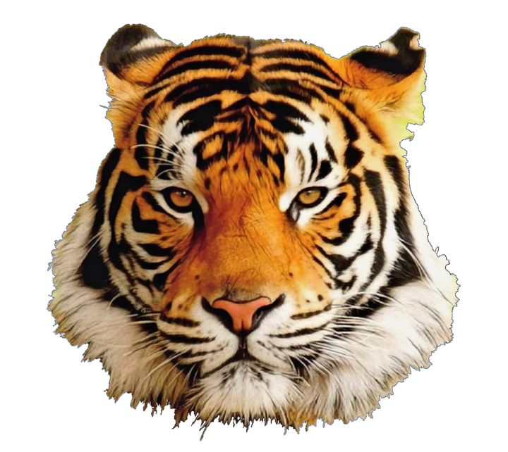 Tiger Face Mammal Panthera tigris - Giggu