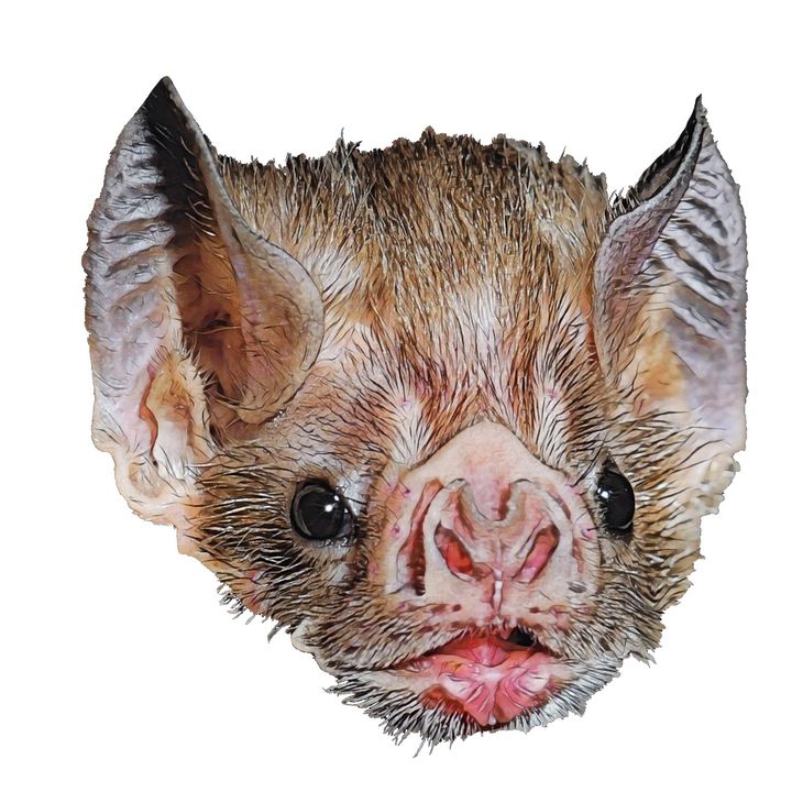 Bat Scythe, Island Royale Wiki