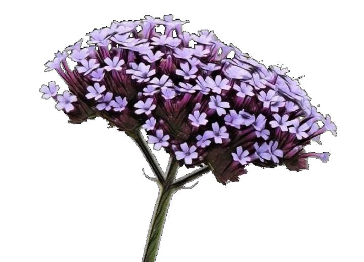 Verbena Verbenaceae annual perennial - Giggu