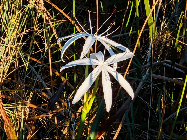 Elegance - Laura McClure - Photography, Flowers, Plants, & Trees ...