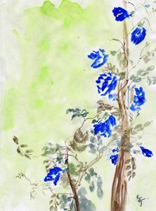 Clitorira blue flowers