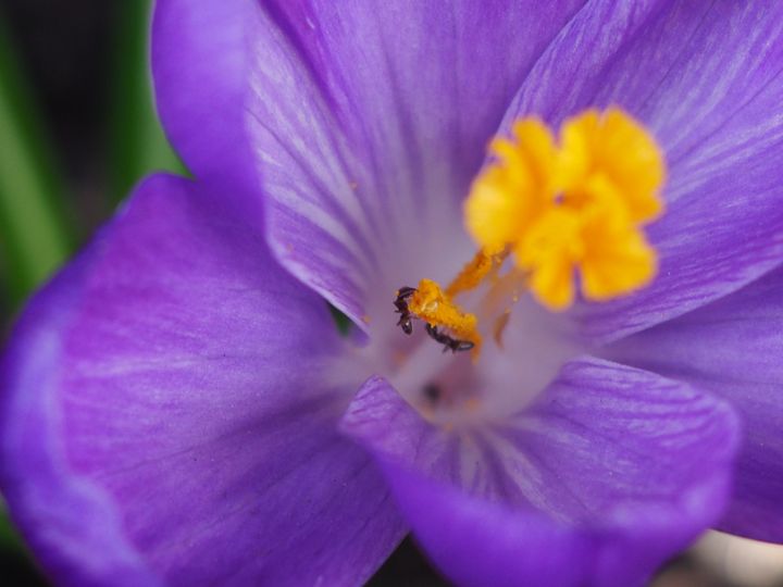ants in flower - pictureJemel