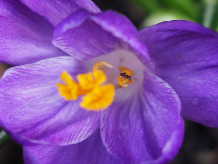 ant in flower - pictureJemel