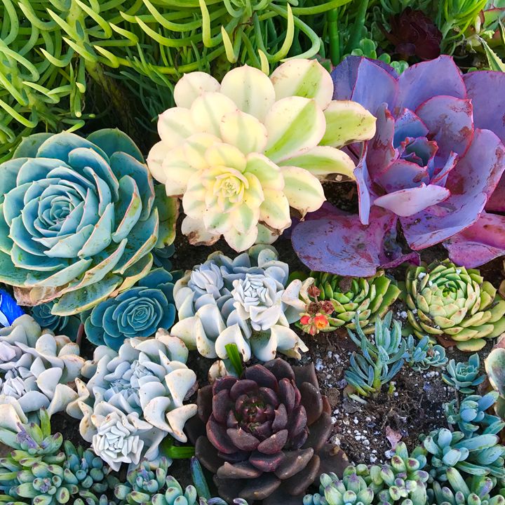 Succulents 2 - Charlie Goodwin - Photography, Flowers, Plants, & Trees ...