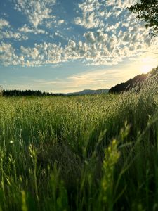 Claire Lambert - Photography