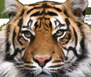 Tiger Digital Drawing 2021
