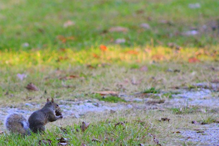 Squirrel Jade Ellyette Photography Animals Birds Fish Mouse 