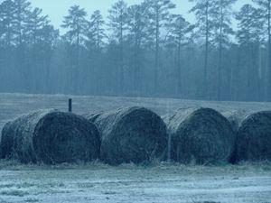 Wet Hay Barrels
