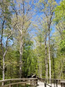 Towering Trees