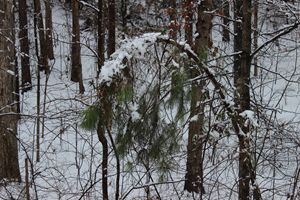 Frozen Pine
