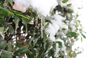 Frozen Bush