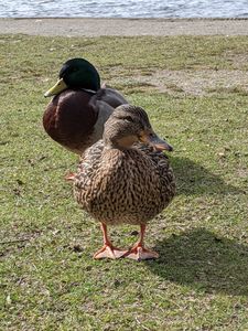 Duck family portrait