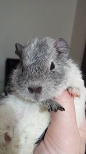 Beautiful Winter the Guinea Pig!