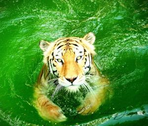 Tiger - 3D Elements - Photography, Animals, Birds, & Fish, Wild