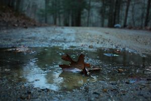 Leaf in Puddle