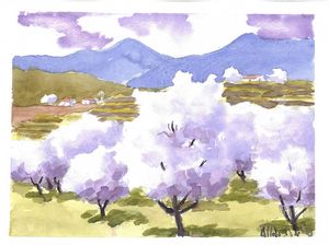 W1034 - Blooming Almond Trees