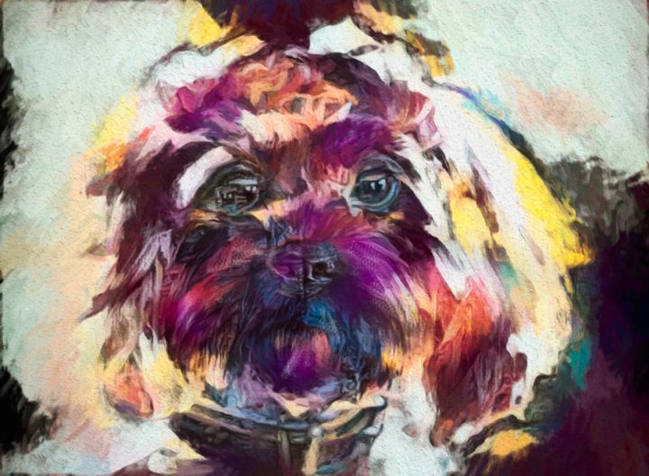Cavoodle abstract art - Captured and Hung Photography