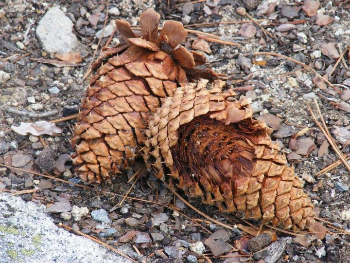 Pine Cone - Don's Delights